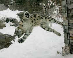 Résultat de recherche d'images pour "snow leopard biting tail"