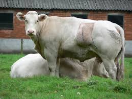 Image result for belgian blue bull meat