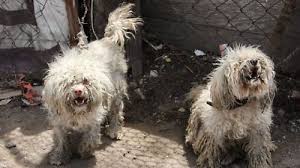 ¿Conoces a algún perrito abandonado en la azotea? Te ...