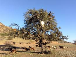 Image result for goat tree