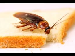 Resultado de imagen para cucarachas comiendo
