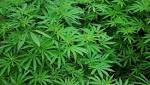  Marijuana prevents drug, alcohol relapse: Other lesser-known benefits of the drug