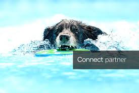 Licensable picture: Gaige, an Australian Shepherd owned by Heidi Pitts, of Seville, Ohio, carries a toy back to shore after jumping into the pool.