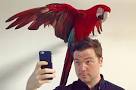pictures of 2 parrots talking back to your boss