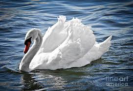 Image result for swan