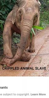 Forced to give rides, haul logs, entertain. Elephants slaves ...