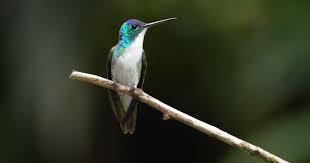 Colombia's Birding Paradise: A Flourishing Ecotourism Destination