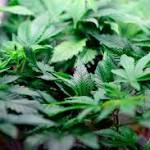  Gentilly medical marijuana pharmacy will be secure, owner says