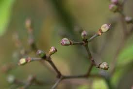 Image result for Synadenium cameronii