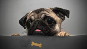 Résultat de recherche d'images pour "gifs coucou gourmand"