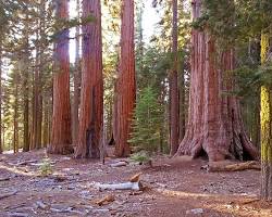 Gambar Giant sequoia trees in Yosemite National Park