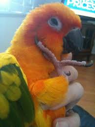 Αποτέλεσμα εικόνας για sun conure food