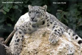 Résultat de recherche d'images pour "snow leopard biting tail"
