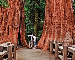 Image of Sequoia National Park