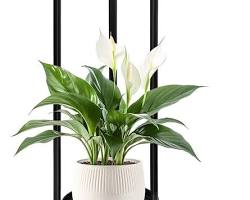 تصویر Asymmetrical arrangement of flower pots on a shelf