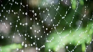 Image result for pics spider webs