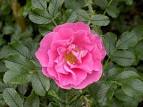 Jens munk rose