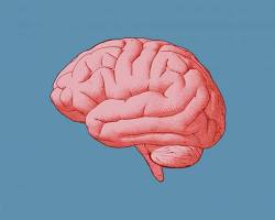 brainの画像