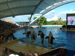 Resultado de imagen de imagenes de loro parque