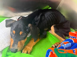 Puppy locked in Palm Coast garage without food dies, teen ...