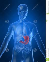 Image result for human stomach