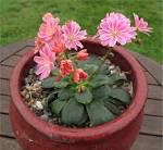 Lewisia - Eides Stauder