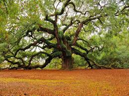 Resultado de imagen de ARBOL DE MIL BRAZOS