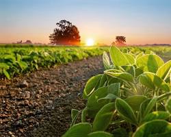 Imagem de Produção agrícola