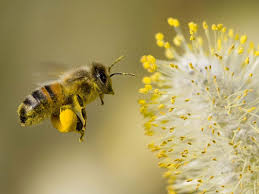 Resultado de imagen de abeja