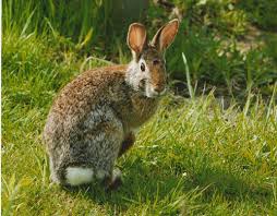 Image result for RABBIT