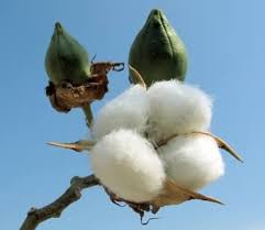Image result for cotton