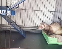 ferret using a litter boxの画像