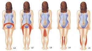 Image result for nervi shiatik