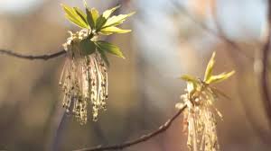 погода киев