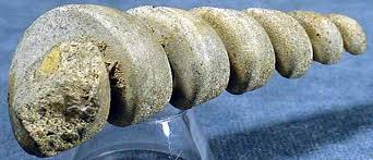 Fossils
