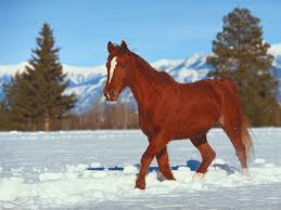 Résultat de recherche d'images pour "image chevaux"