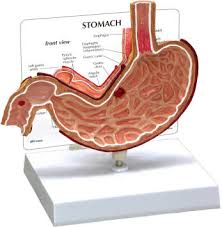 Image result for human stomach