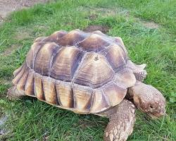 Image de Tortue sulcata