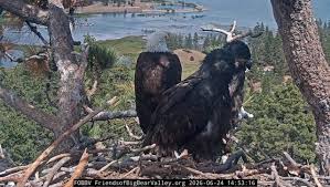 Thousands sign petition to stop Big Bear fireworks show for bald eagle family's safety