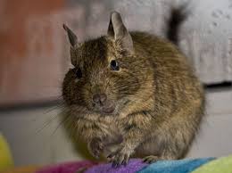 degu