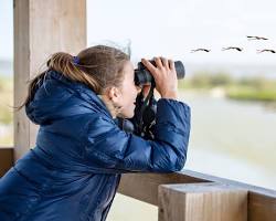 Bird watching