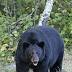 American black bear