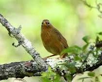 ガビチョウ 画眉鳥 鳥（AI 生成）