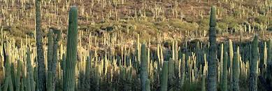 Image result for saguaro cactus