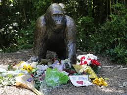 Image result for harambe gorilla images cincinnati