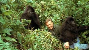 Sir David Attenborough Quotes | Sir David Attenborough ... via Relatably.com