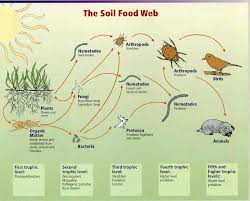 Image result for organisms and their environment