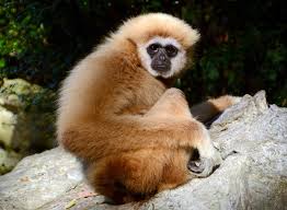 Image result for gibbon