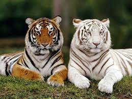Resultado de imagem para tigre