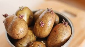 Kết quả hình ảnh cho khoai tây mọc mầm